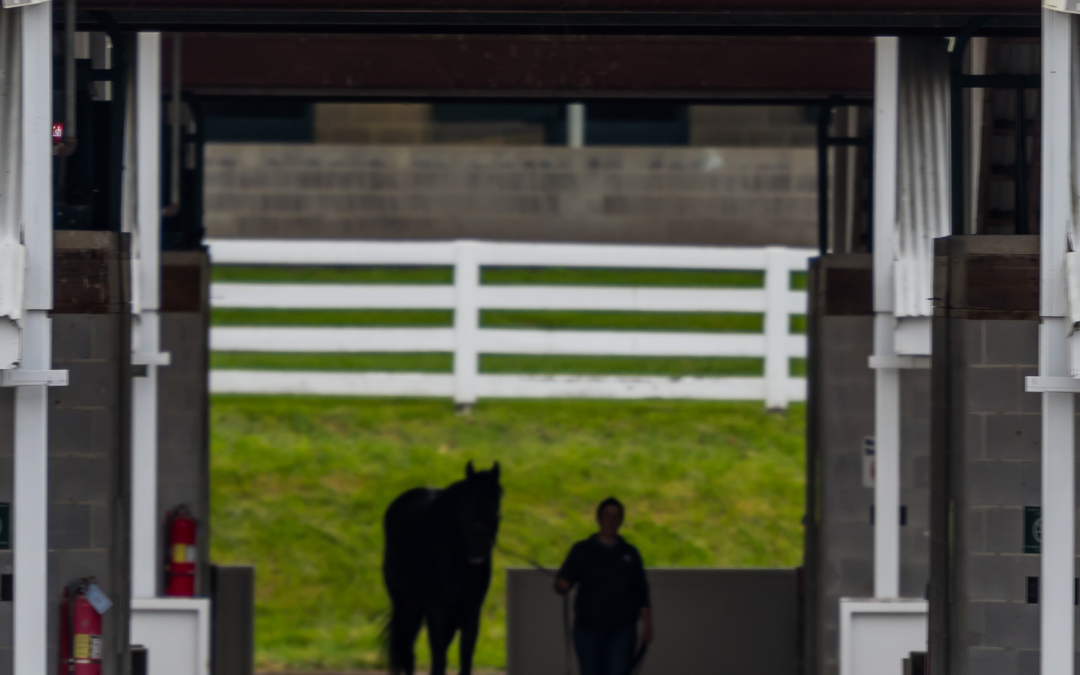A Lucas Metal Barn, The Best Protection For Your Horses
